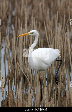 Silberreiher (Ardea Alba), Lago Trasimeno, Umbrien, Italien, Europa Stockfoto