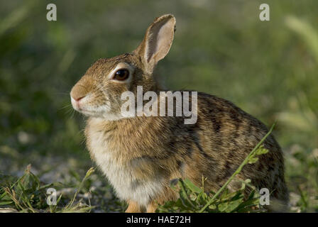Europäischen Wildkaninchen (Oryctolagus Cuniculus), Lago Trasimeno Bereich, Umbrien, Italien Stockfoto