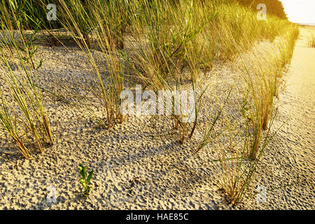 Sanddüne Stabilisierung. Europäische Dünengebieten Grass (Ammophila Arenaria) auch bekannt als Europäische Strandhafer auf Dünen wachsen. Stockfoto