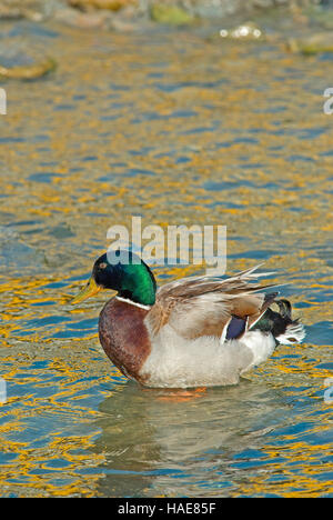 Stockenten (Anas platyrhynchos) im Trasimeno-See, Umbrien, Italien Stockfoto