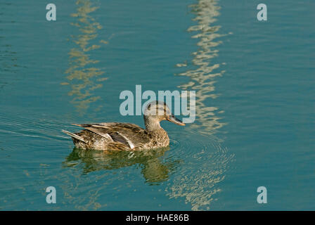 Stockenten (Anas platyrhynchos) im Trasimeno-See, Umbrien, Italien Stockfoto