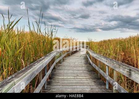 Promenade in Eiche Hängematte Marsh, Manitoba, Kanada. Stockfoto