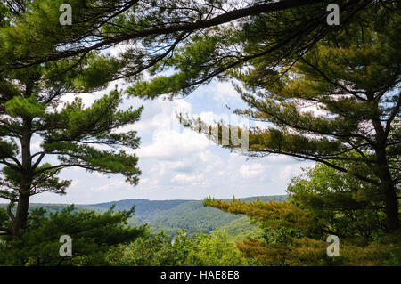 Cook Forest State Park Stockfoto