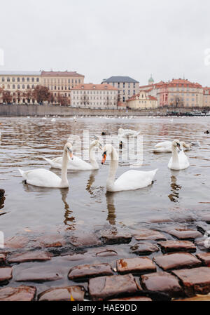 Schwäne, Vitava Flusses, Prag Stockfoto