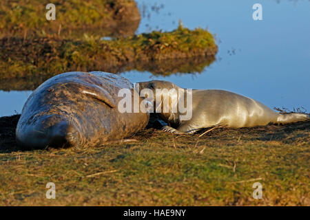 Kegelrobben und Pup Spanferkel Stockfoto