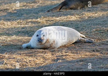 Grey seal pup Stockfoto