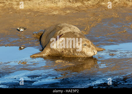 Kegelrobbe (Halichoerus grypus) Stockfoto