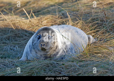Grey Seal pup Stockfoto