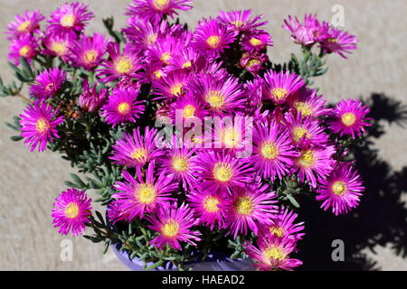 Nahaufnahme von Mesembryanthemum Blueberry Rumble oder bekannt als Lampranthus Blueberry Rumble, Pigface Blueberry Rumble, Stockfoto