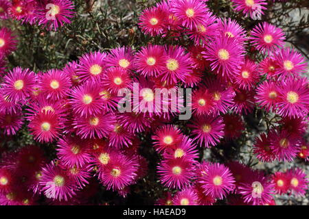 Rosa Schwein Gesicht Blumen oder Mesembryanthemum, Eis Pflanze blüht, Livingstone Gänseblümchen in voller Blüte Stockfoto