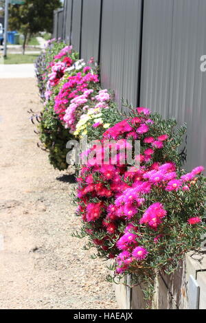 Eine Reihe von gemischten Farben von rosa Schwein Gesicht Blumen oder Mesembryanthemum wächst in der Nähe von Metallzaun und Stützmauer Stockfoto