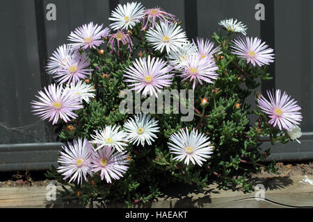 Weiße Mesembryanthemum auch bekannt als Ice Pflanze Blumen, Livingstone Gänseblümchen in voller Blüte Stockfoto