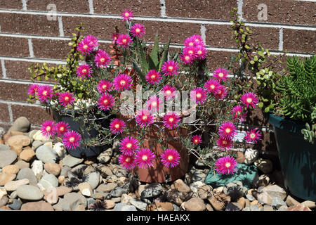 Rosa Schwein Gesicht Blumen oder Mesembryanthemum, Eis Pflanze Blumen wachsen in einem Topf Stockfoto