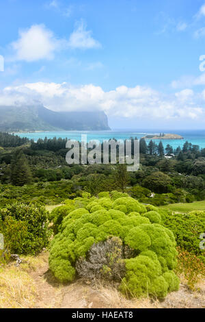 Auffallende Vegetation auf Malabar Hill, Lord-Howe-Insel, New-South.Wales, NSW, Australien Stockfoto