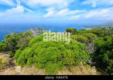 Auffallende Vegetation auf Malabar Hill, Lord-Howe-Insel, New-South.Wales, NSW, Australien Stockfoto