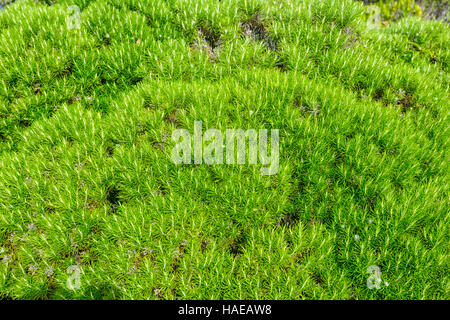 Auffallende Vegetation auf Malabar Hill, Lord-Howe-Insel, New-South.Wales, NSW, Australien Stockfoto