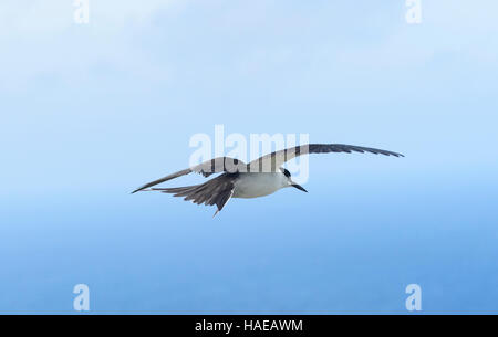 Sooty Tern (Sterna Fuscata) im Flug, Lord-Howe-Insel, New-South.Wales, NSW, Australien Stockfoto