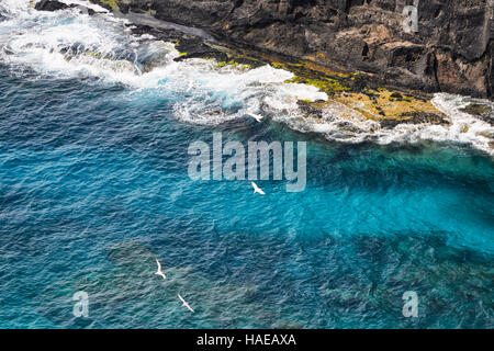 Rotschwanz-Tropicbirds (Phaethon Rubricaudra) herumfliegen Admiralität Inseln, Lord-Howe-Insel, New-South.Wales, NSW, Australien Stockfoto