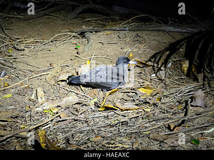 Fleisch-footed Shearwater (Puffinus Carneipes) oder Muttonbird Schlafplatz auf dem Waldboden in der Nähe seiner Burrow in der Nacht. Lord-Howe-Insel, New South Wales, Australien Stockfoto