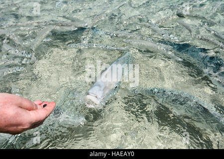 Touristen, die Fütterung ein Yellowtail Kingfish (Seriola Lalandi Lalandi) bei Ned's Beach, Lord-Howe-Insel, New-South.Wales, Australien Stockfoto