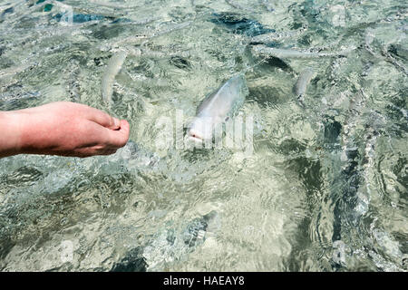 Touristen, die Fütterung ein Yellowtail Kingfish (Seriola Lalandi Lalandi) bei Ned's Beach, Lord-Howe-Insel, New South Wales, NSW, Australia Stockfoto