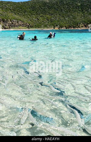 Taucher unter Meeräschen und Yellowtail Kingfish Neds Beach wo Fische füttern eine beliebte Touristenattraktion ist. Lord-Howe-Insel, New South Wales, Australien Stockfoto