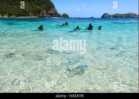 Taucher unter Meeräschen auf Neds Strand wo Fische füttern eine beliebte Touristenattraktion ist. Lord-Howe-Insel, New-South.Wales, Australien Stockfoto