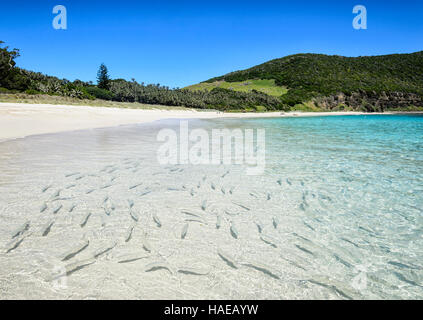 Meeräschen warten auf Neds Strand gefüttert werden wo Fische füttern eine beliebte Touristenattraktion ist. Lord-Howe-Insel, New South Wales, Australia, New South Wales, Australien Stockfoto