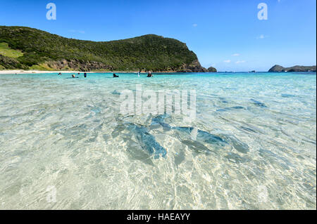 Kingfish und Meeräschen warten auf Neds Strand gefüttert werden wo Fische füttern eine beliebte Touristenattraktion ist. Lord-Howe-Insel, neu Stockfoto