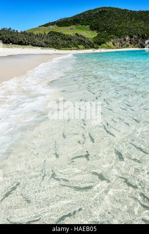 Meeräschen warten auf Neds Strand gefüttert werden wo Fische füttern eine beliebte Touristenattraktion ist. Lord-Howe-Insel, New South Wales, Australia, New South Wales, Australien Stockfoto
