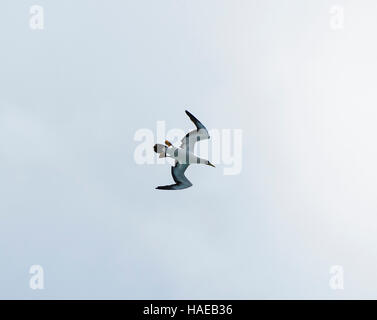 Maskierte Sprengfallen (Sula Dactylatra Fullageri) im Flug, Lord-Howe-Insel, New-South.Wales, NSW, Australien Stockfoto