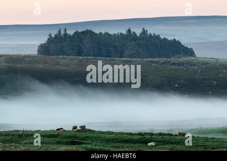 Am frühen Morgennebel Teppiche den Boden unter Cawfield Klippen, Hadrianswall, Northumberland - Blick nach Süden Stockfoto