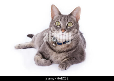 Tabby Katze Festlegung und Blick in die Kamera, die isoliert auf weiss Stockfoto