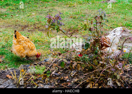 Das Huhn auf dem Hof von einem privaten Holzhaus am See Stockfoto