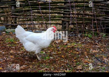 Das Huhn auf dem Hof von einem privaten Holzhaus am See Stockfoto