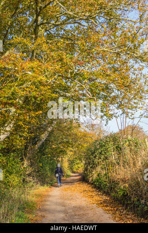 Feldweg, baumgesäumten mit Herbst-Farben und Lady walking allein, Devon, UK Stockfoto