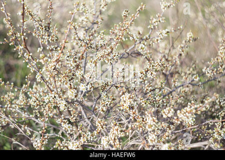 Blackthorn in voller Blüte Stockfoto