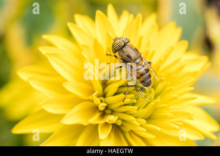 Eine Nahaufnahme von einem schweben fliegen Polinating eine gelbe Blume Stockfoto