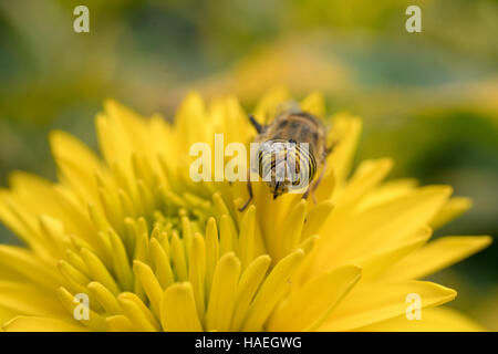 Eine Nahaufnahme von einem schweben fliegen Polinating eine gelbe Blume Stockfoto