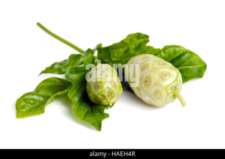 (Auch als Morinda Citrifolia, Rubiaceae Noni, große Morinda, indische Maulbeere, Strand Maulbeere, Käse, Obst, Gentianales Noni genannt) Noni Frucht mit Lea Stockfoto