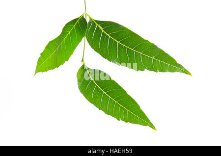 Margosa (auch benannt als nim, Neem Baum, Melia, Azadirachta Indica, Mahagoni, Meliaceae Margosa, Sadao oder Melia Azedarach) grünes Blatt isoliert auf weiss Stockfoto