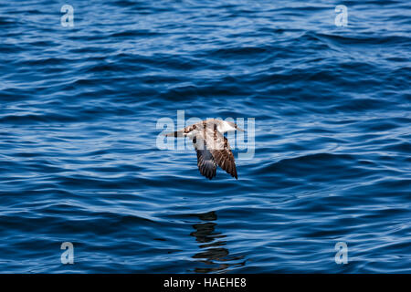 Shearwater überfliegt den Ozean Stockfoto