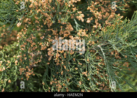 Mammutbaum, Riesen-Mammutbaum, Riesenmammutbaum, Berg-Mammutbaum, Wellingtonie Sequoiadendron Giganteum, Wellingtonia Giganteum, Mammutbaum, Riesen Stockfoto