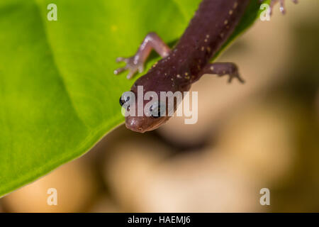 Arboreal Salamander, Aneides Lugubris, Stadt Novato, Marin County, Kalifornien Stockfoto