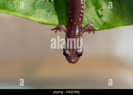 Arboreal Salamander, Aneides Lugubris, Stadt Novato, Marin County, Kalifornien Stockfoto