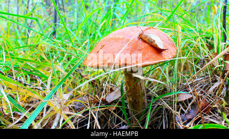 Orange-Cap Steinpilzen mit großen Kappe in der Wiese Stockfoto