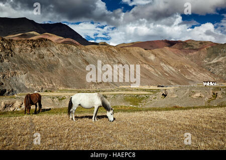 Pferde grasen im Himalaya. Ladakh, Indien Stockfoto
