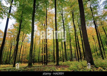 ELSASS-SCHLÖSSER-ROUTE, BAS-RHIN (67), FRANKREICH Stockfoto