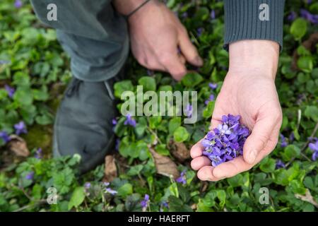 VEILCHEN, ESSBARE BLUMEN, MONTLIVAULT, (41) LOIR-ET-CHER, FRANKREICH Stockfoto