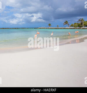 Flamingos am Strand Stockfoto